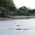 BWA NW Chobe 2016DEC04 River 082 : 2016, 2016 - African Adventures, Africa, Botswana, Chobe River, Date, December, Month, Northwest, Places, Southern, Trips, Year
